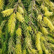 Picea abies Golden Tips 35lt